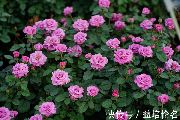 阳光|几种花很耐养，沾土就能活，有阳光就爆盆，给点水就疯长，太好养