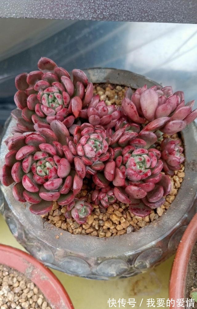 多肉中的“爆崽小能手”,无需砍头易群生,普货养成高级小老桩!