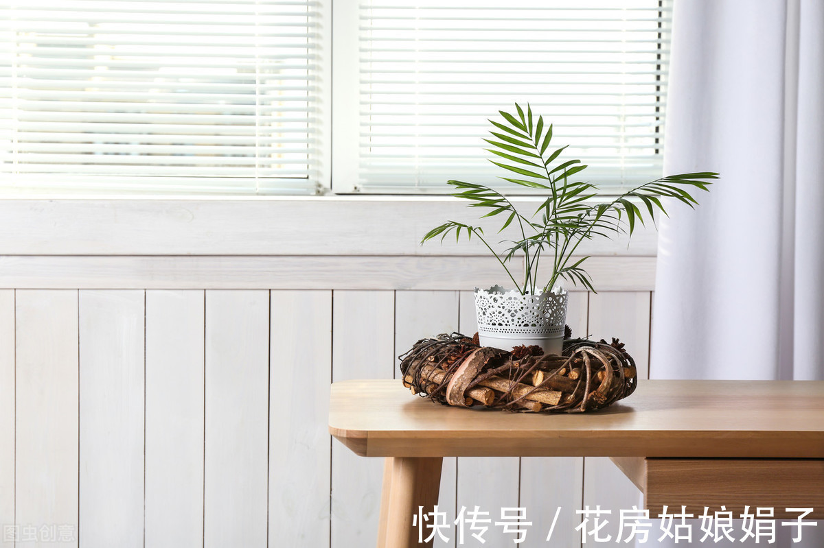 花卉|家居养花，有“2不养、3必养”，养对了，对家居生活才有益处
