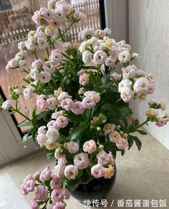 春天来临,这5种盆栽要修理一番了,剃成小光头,开花更顺利