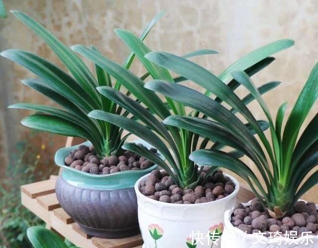 花盆|3个给“君子兰”换盆的小技巧,不伤根、服盆快,叶子厚又亮!