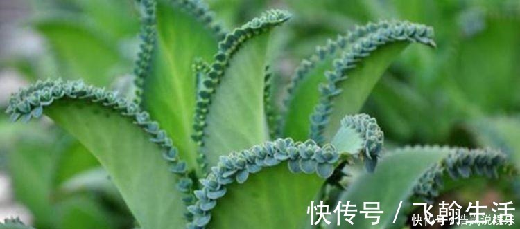 牡丹吊兰|谁见了都喜欢的4种花,好养又漂亮,美不胜收,你养了吗