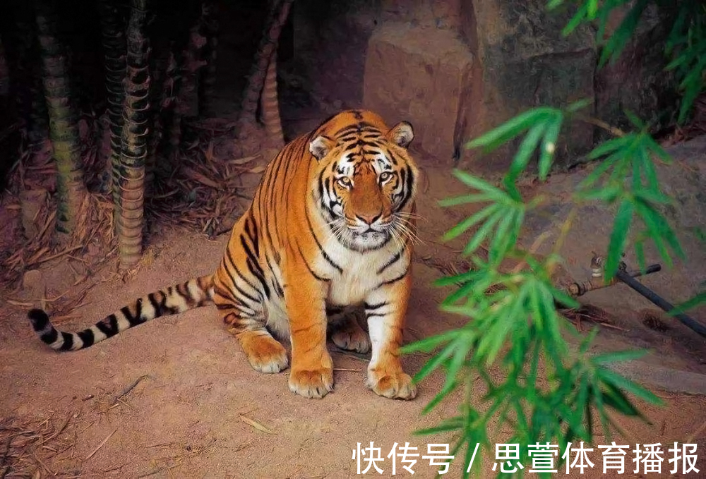 云南百米天坑下，发现消失了百年的生物，上次见它还是在1893年