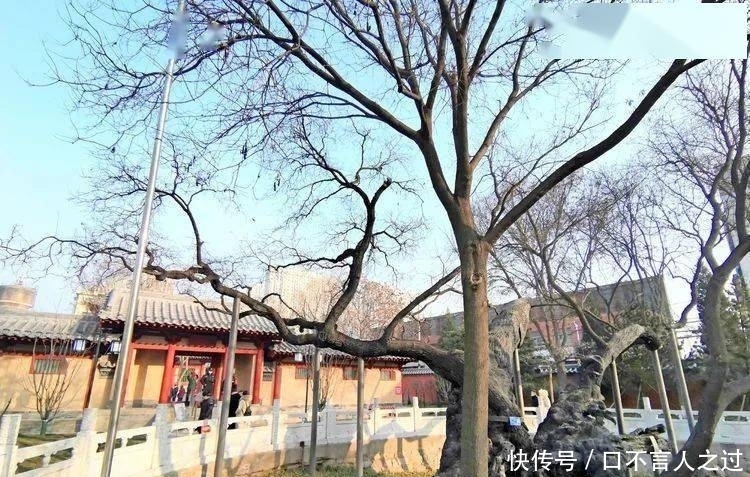 故里|看点丨狄仁杰故里