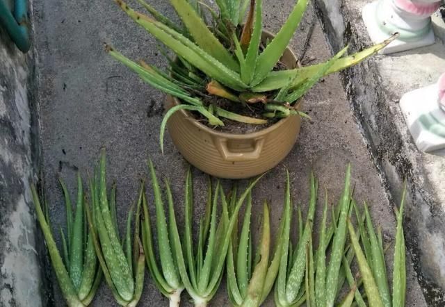 侧芽|10年芦荟老桩,做成盆景超级好看,观赏价值特别高