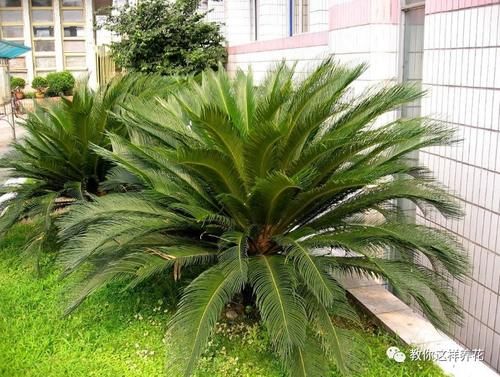 太省心的花，1个月浇一次就行，叶子长的还超旺盛！