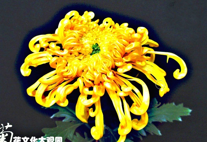 喜欢菊花，就养盆“菊中珍品”金龙腾云，似金蕊芬芳，金光四溢