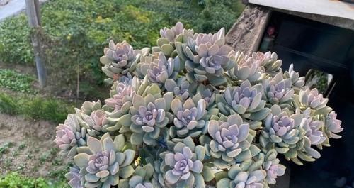 什么时候|养多肉,不懂该什么时候浇水?凭借这些特征动手就能远离问题