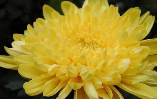 食物|聪明的人最爱吃3种食物,营养丰富、滋补身体,好处多多!