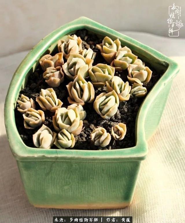 养了三年多肉，终于明白佛系养肉才是王道！