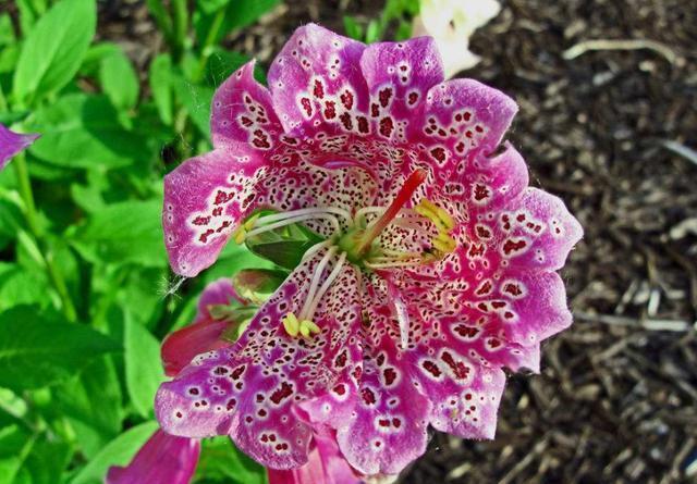 蝴蝶兰|9月3日-9月18日,庭院选这几款花,养一盆满屋飘香,花开美轮美奂