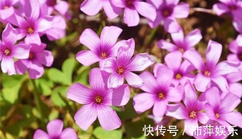 红花酢浆草|开花不断的5种花卉,赏花又闻香,花期超长,漂亮又好养!
