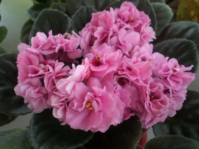 盆栽|这种盆栽花卉,不仅漂亮而且好养,种在室内一年四季都能开花!