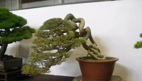 简单的4个方法，就能培养出深受人们喜爱的提根式盆景，一学就会