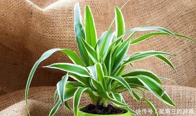 如果连这几种花都能养死,以后就不要养花了