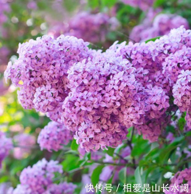 风雨兰风雨兰|养花就养这几款,芳香四溢，比香水都好闻，抓紧养一盆！