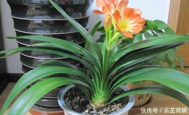 6月开始,养君子兰就怕做错“4件事”,黄叶烂根多、难开花