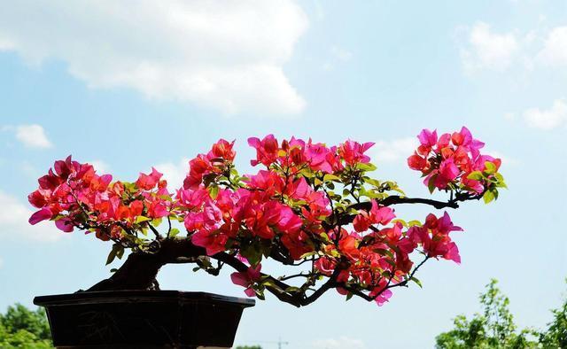 三角梅养成盆景更“别致”,学会修剪,造型更喜人!