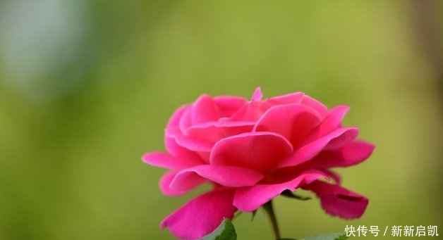 此花香味超过茉莉，漂亮不输牡丹，花期绵长，代表纯洁的爱