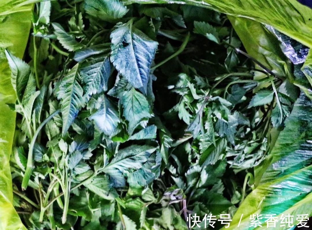 农村|农村这野草长满刺,农民见到就烦,嫩叶却是美味野菜,还能降血压