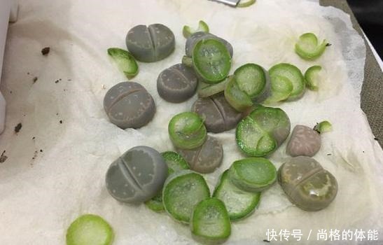 把生石花折腾成这样,看了都心疼,花友说是挽救生石花!