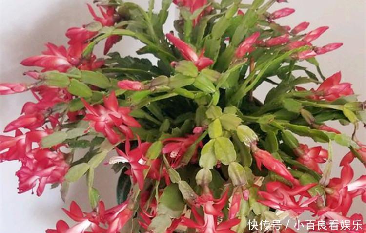 蟹爪兰叶子“打焉”,用这个“小方法”,叶片肥厚,长势更旺