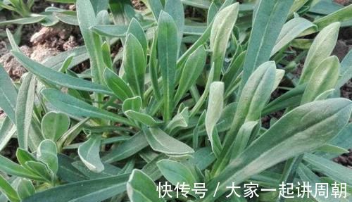 农村|又到了去农村挖野菜的季节，冀南这些常见野菜，你喜欢哪个？