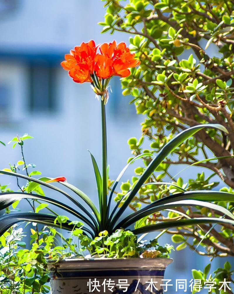 君子兰春天“翻盆”,花盆有讲究,选错了耽误“长新叶”