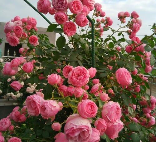  开花|5种勤花月季，开花一茬接一茬，花量大还抗病，值得拥有