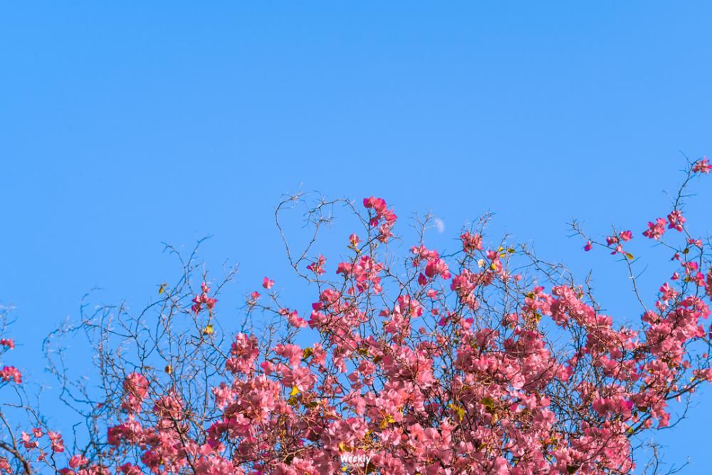 走，去南山，坐「樱花列车」！