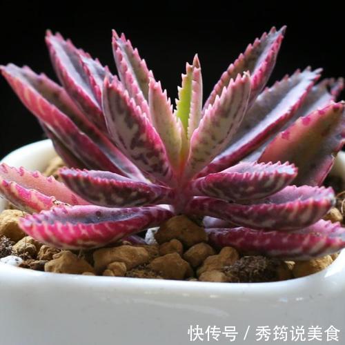 快速消灭入侵多肉“不死鸟”,要放大招,连根拔十次,彻底消灭光