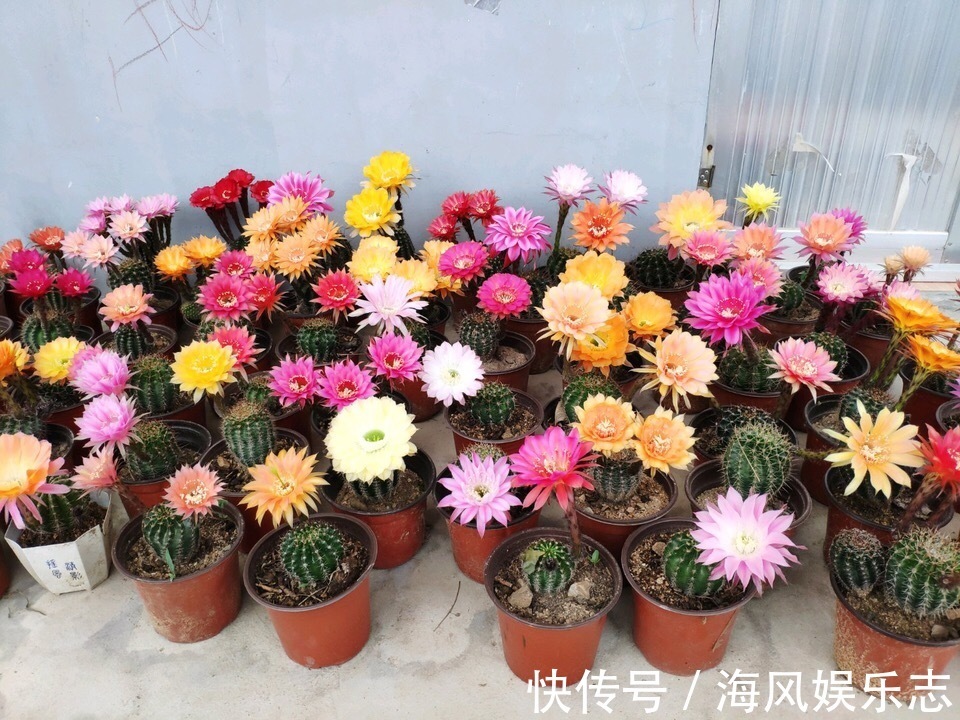 花盆|天气太热，养6种别乱浇水，浇得多死得快，难怪一浇就烂根