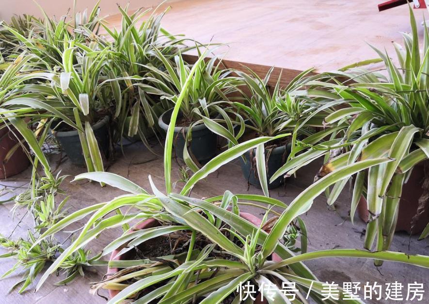 腐殖质|绿化带里的这种土是养花“极品土”，走过路过不能错过！