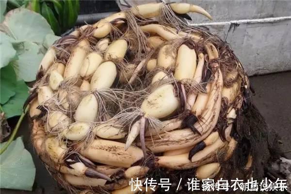莲藕|大妈用水桶种莲藕，没想到藕多得把桶都撑破了，方法还那么简单！