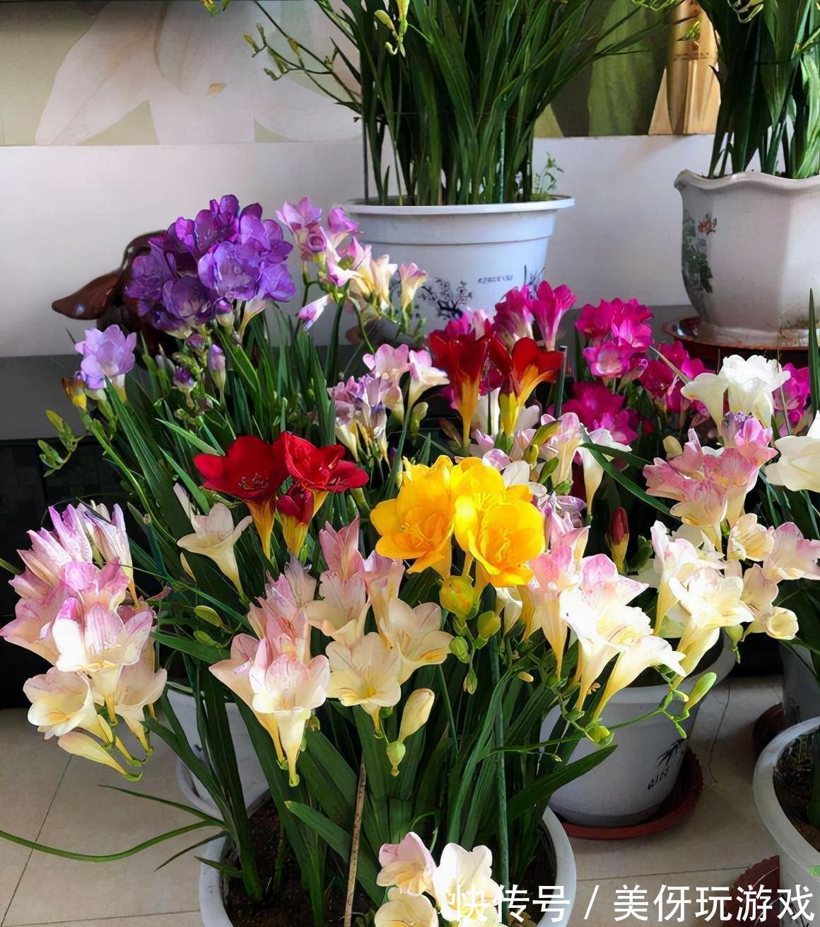 七种“富贵花”,适合冬天养,寓意吉祥又大气,关键还喜庆