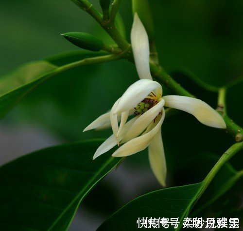 芳香|这5种花卉盆栽，美丽又好闻，花期长，花量大，给家里满屋馨香