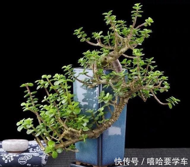 适合过年购买的8种招财植物,好看又吉祥!