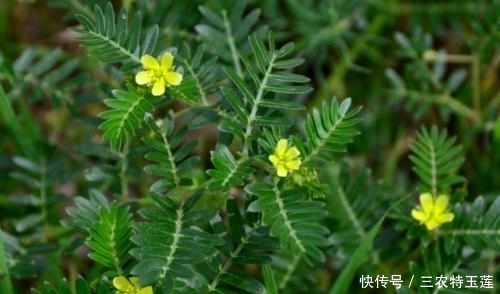 农民|此种黄花野草,果子粘人,被农民当成害草,却不知是清肝明目良药