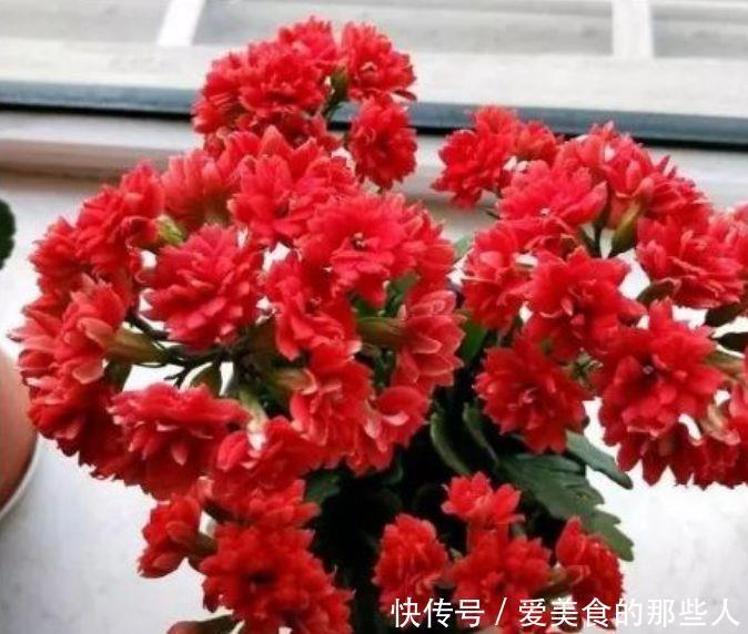 四种花卉被称为花卉界的劳模，常年开花易爆盆，漂亮又养人