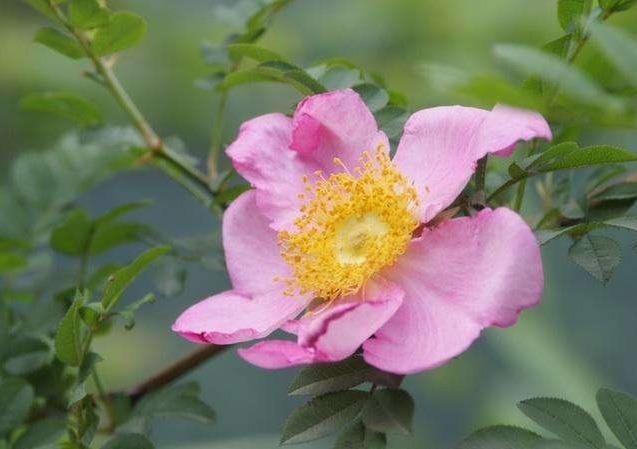 淡红色|此花花色艳丽，犹如穿着紫红色裙子的少女娇姿欲滴，十分美艳动人