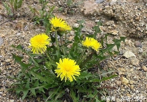 野菜|春季挖這幾種野菜好吃又養生