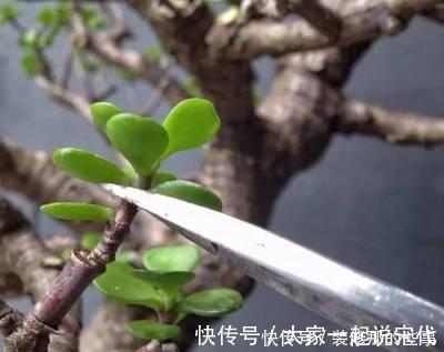 植株|马齿笕树养5年，变成老桩盆景很值钱，做5步就实现