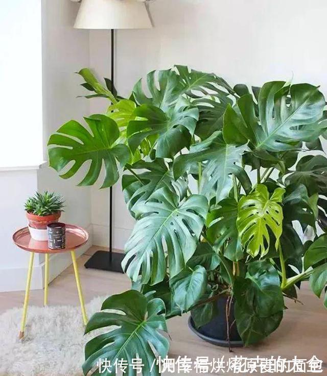 净化|此7种健康花，养家里空气清新病菌少，看看你家有吗