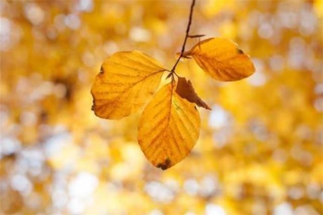 黄叶如金，最美黄叶诗7首赏读金风浦上吹黄叶，一夜纷纷满客舟