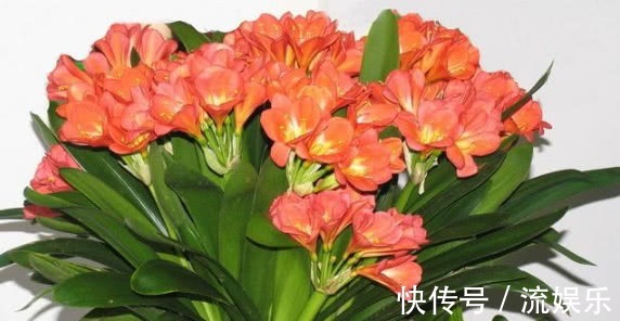 磷酸二氢钾|养君子兰,记住3个“要领”,一年开花2次,盆盆开花几十朵