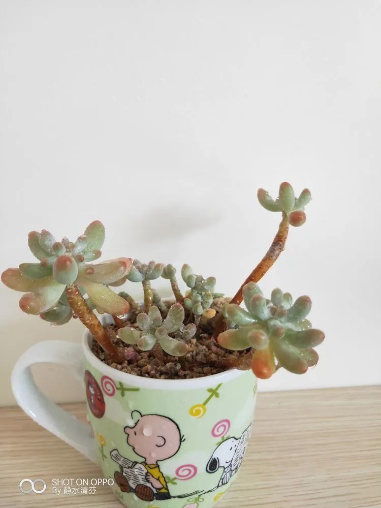 状态一般的多肉们，在我这儿已经是最美的存在了！