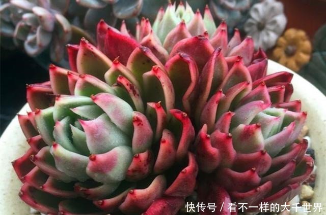 想让多肉顺利度过夏天,准备几个小工具很有帮助,别看不起眼!