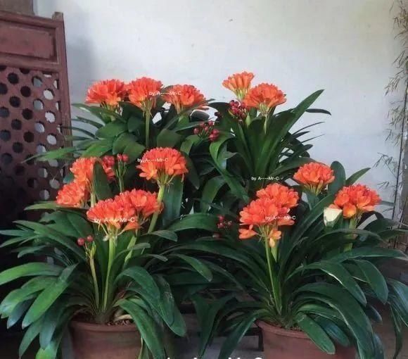 一棵长寿的花,124个花箭,开花,锅盖打开的方法