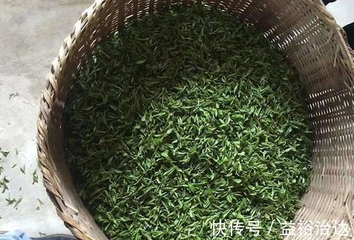 救命粮|一种树上野菜,古时是救命粮,如今路边常见,很多人见过没吃过