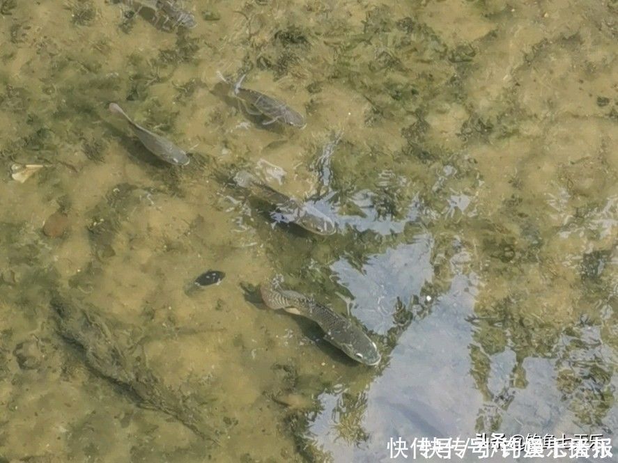 球状|鱼多了也烦恼!重庆出现“球状”罗非鱼群,钓友担心其破坏生态
